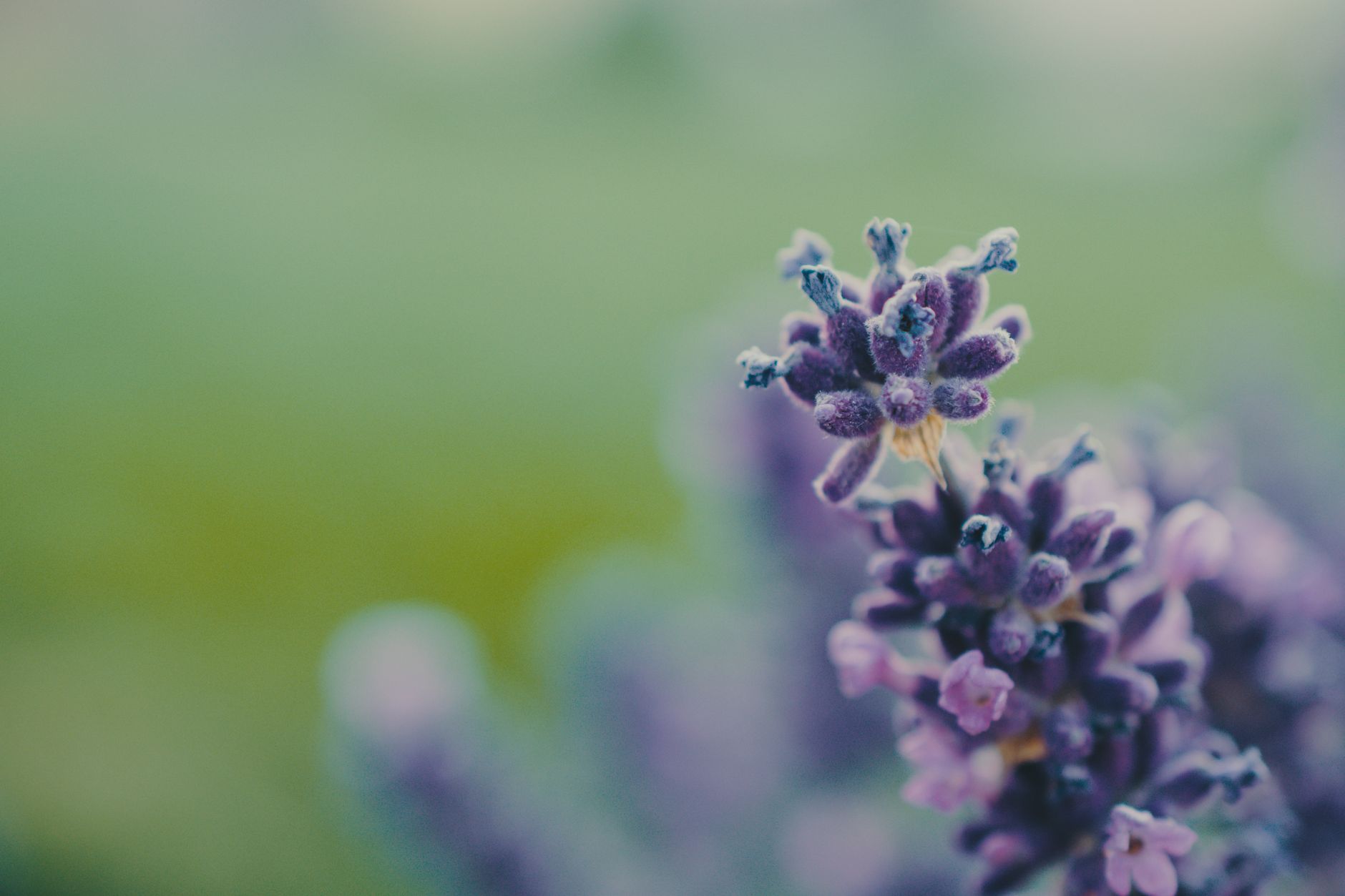 Photo by Brett Sayles on Unsplash