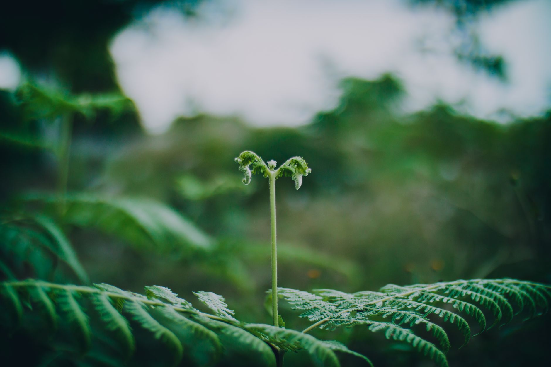 Photo by Leo mandala on Unsplash