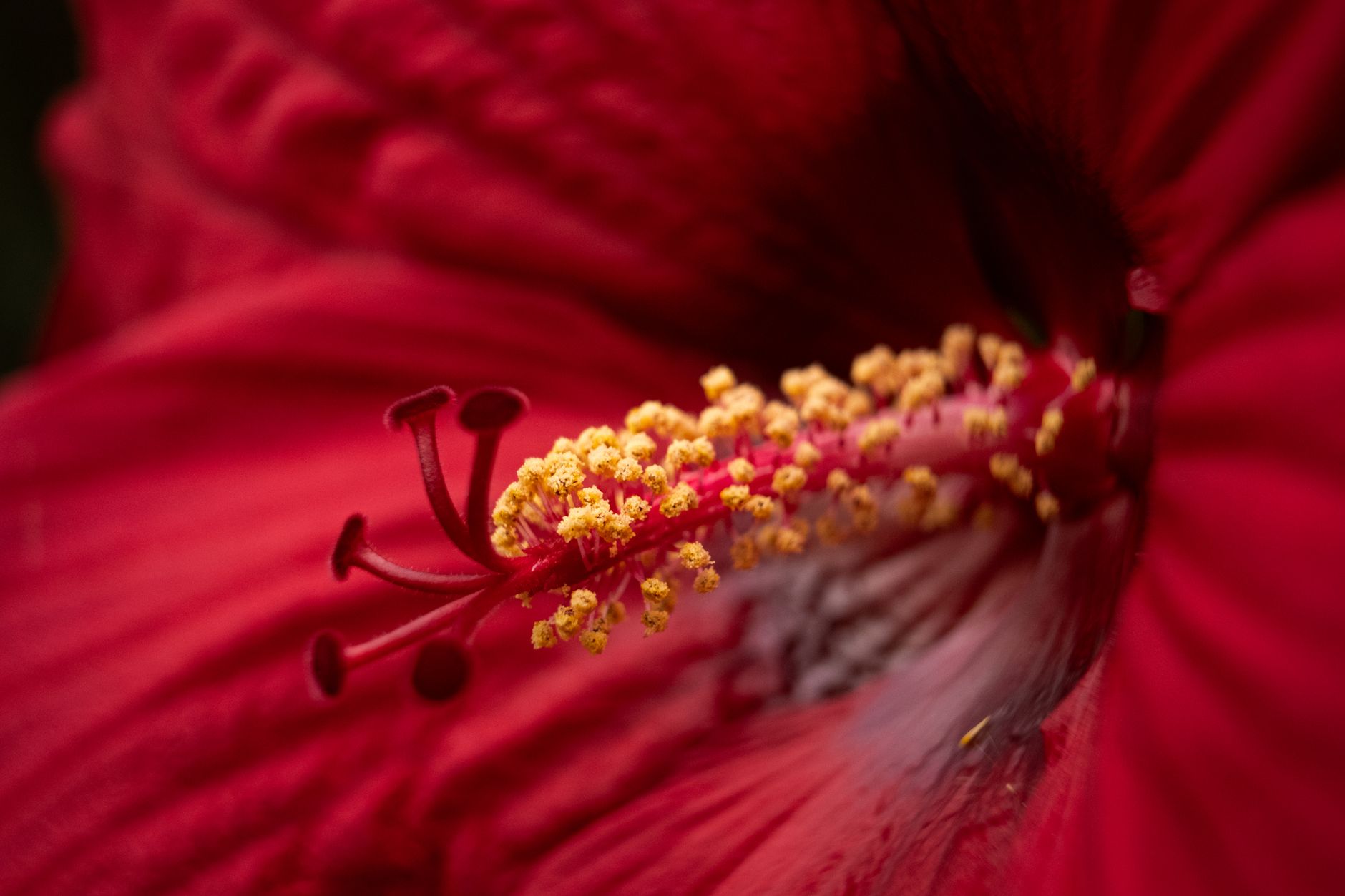Photo by Francesco Ungaro on Unsplash