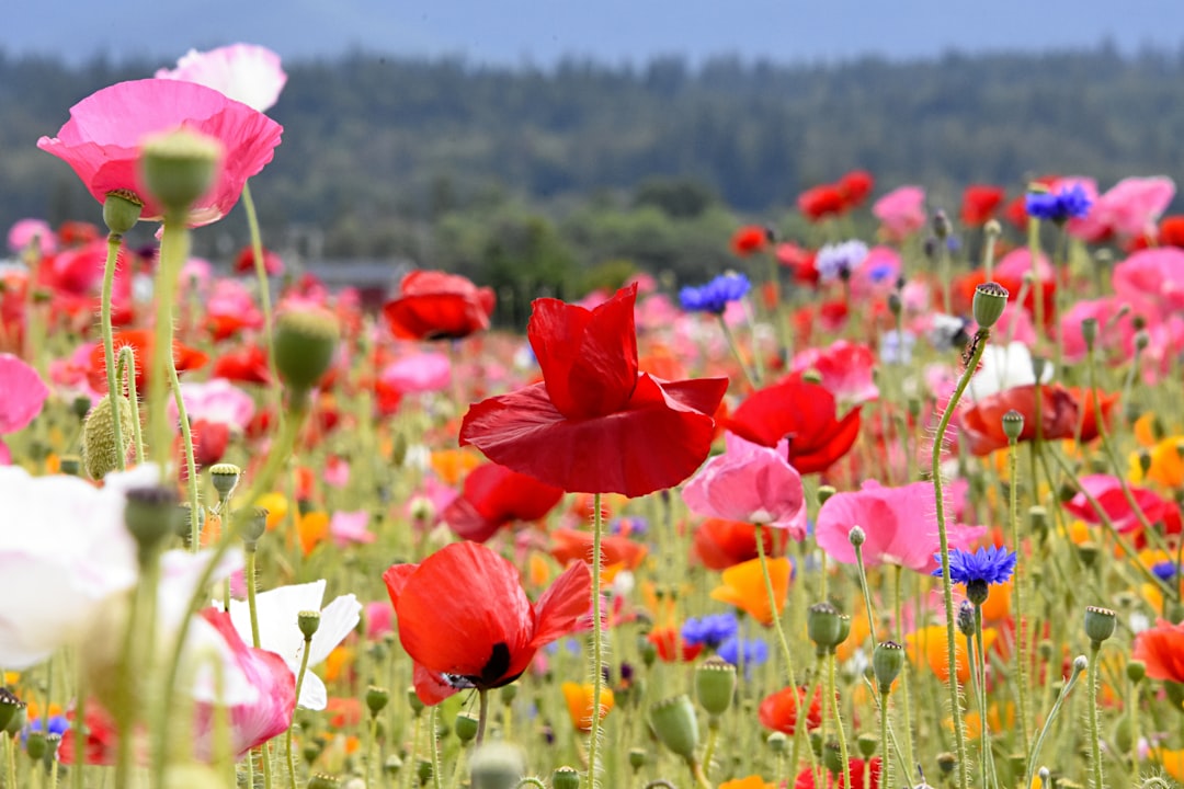 Botanical illustration-style editorial of a diverse collection of wildflowers with varied petal sizes and shapes arranged side by side on a white surface, soft overhead lighting, macro lens detail, pastel and deep jewel tones - Photo by Townsend Walton on Unsplash