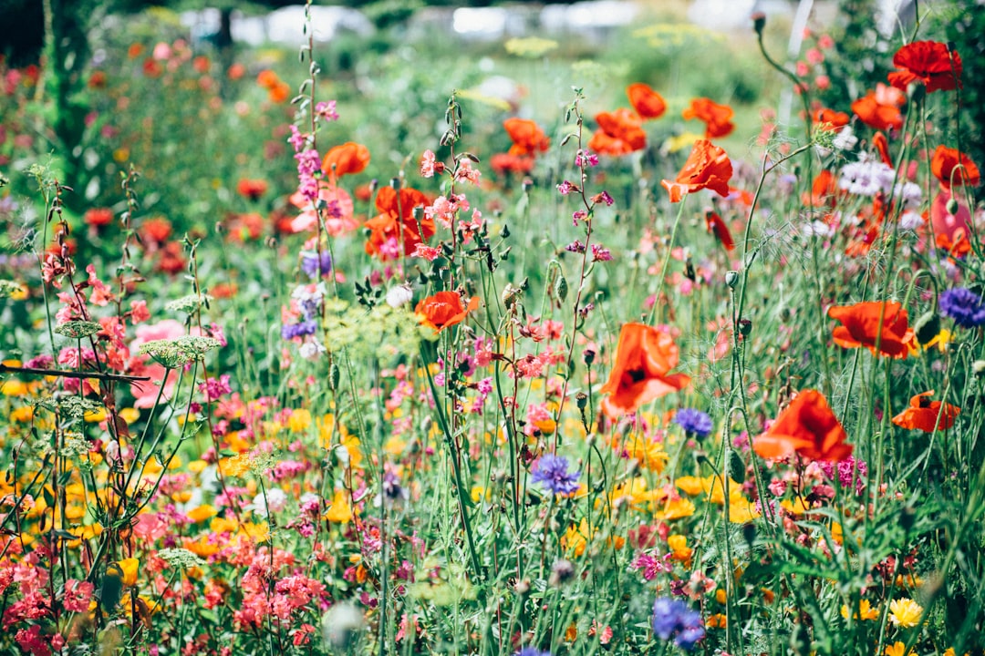 Photo by Nature Uninterrupted Photography on Unsplash