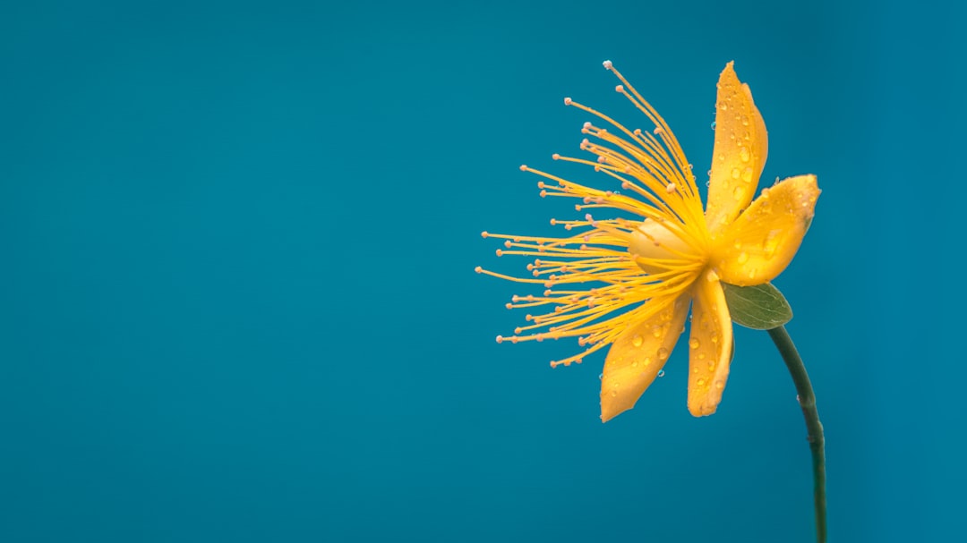 Photo by RoonZ nl on Unsplash